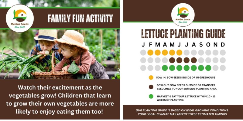 Infographics for Amazon business Meldon Seeds